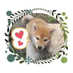 [LINEスタンプ] 柴犬タフ♂その2