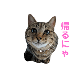 [LINEスタンプ] ルカ スタンプ