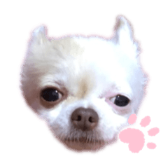 [LINEスタンプ] ももあんどもも