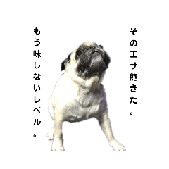 [LINEスタンプ] ひねくれたパグスタンプの画像（メイン）