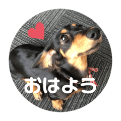 [LINEスタンプ] ミニチュアダックスくーちゃん