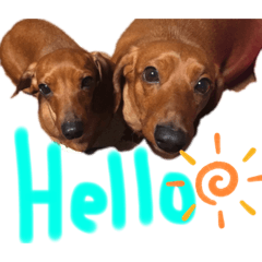 [LINEスタンプ] 犬の兄妹