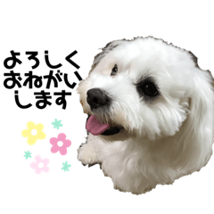[LINEスタンプ] ピコのスタンプ1