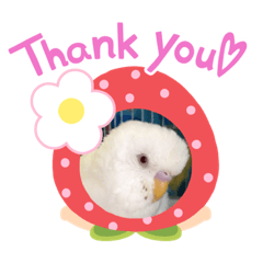 [LINEスタンプ] 白インコのピーちゃん②