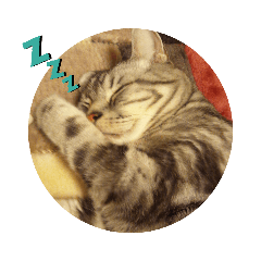 [LINEスタンプ] おとぼけ猫のカラシくんとお友達