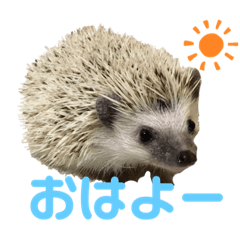[LINEスタンプ] ハリネズミの『玄米』①