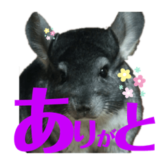 [LINEスタンプ] 日常にチンチラを添える