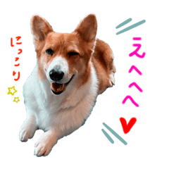 [LINEスタンプ] コーギー♡そっちゃんの画像（メイン）