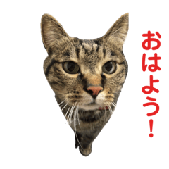 [LINEスタンプ] フルート＆チェロ【猫界の革命児】