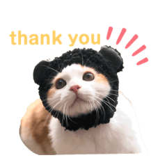 [LINEスタンプ] スコティッシュフォールドのミエルくん