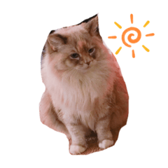 [LINEスタンプ] cat x cat = cat