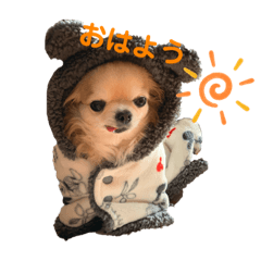 [LINEスタンプ] チワワのぽーちゃん日常会話