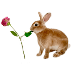 [LINEスタンプ] きいきいと時々ラッキー