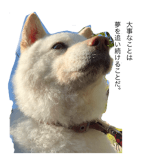 [LINEスタンプ] 犬ダフル