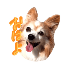 [LINEスタンプ] おしゃべりパピヨン犬