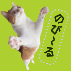 [LINEスタンプ] のび〜る猫のメッセージスタンプの画像（メイン）