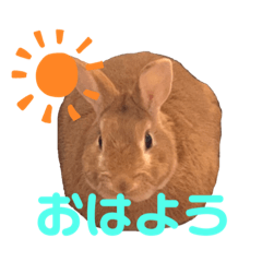 [LINEスタンプ] まるうさぎ2020のあ
