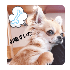 [LINEスタンプ] 我が家のプリンさん