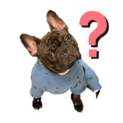 [LINEスタンプ] 愛犬トラちゃん