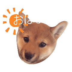 [LINEスタンプ] うちのペット 日常スタンプ