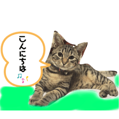 [LINEスタンプ] 渡邉家の犬と猫とウサギでいっぱい