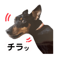[LINEスタンプ] ミニピンラッキー