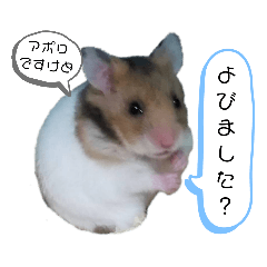 [LINEスタンプ] ゴールデンハムスター(アポロとミルク)