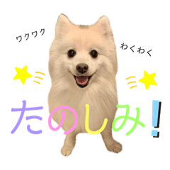 [LINEスタンプ] 日本スピッツしーたん