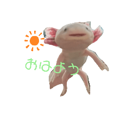 [LINEスタンプ] ウーパールーパーのpinoくん