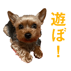 [LINEスタンプ] ヨーキーのはるちゃん！2