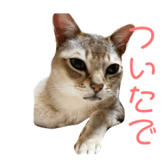 [LINEスタンプ] 関西弁のシンガプーラとメインクーン