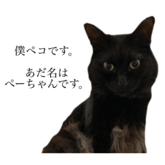 [LINEスタンプ] PECOだよ！の画像（メイン）