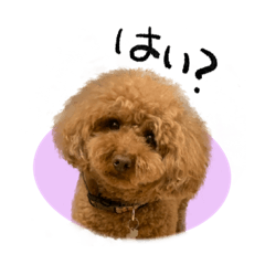 [LINEスタンプ] 愛犬トイプのコミュニケーションの画像（メイン）
