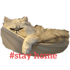 [LINEスタンプ] ペルシャ猫ちくわ②