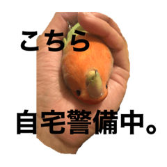 [LINEスタンプ] ぴぃまんチャンネル