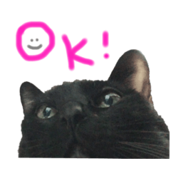 [LINEスタンプ] 黒猫むぅちゃんの日常
