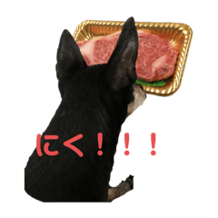[LINEスタンプ] トイマンチェスターテリア・バス