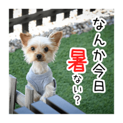 [LINEスタンプ] ヨーキーあずきのスタンプ