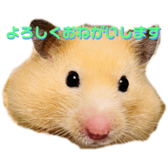 [LINEスタンプ] Hanako Style