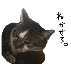[LINEスタンプ] ねこたちのたわごと