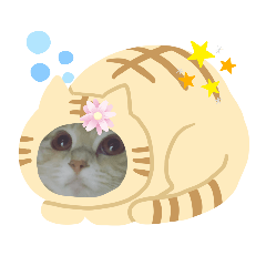 [LINEスタンプ] 子猫の時