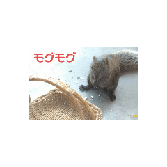 [LINEスタンプ] タイワンリスくん