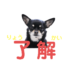 [LINEスタンプ] ワンコ その4