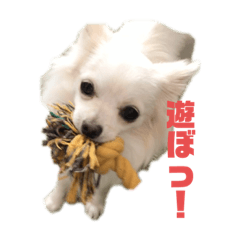 [LINEスタンプ] チワワのチロ☆日常とっても使えるスタンプ