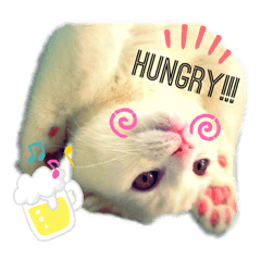 [LINEスタンプ] 我が家の猫天使たち