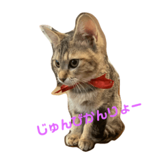 [LINEスタンプ] ねこナナちゃん