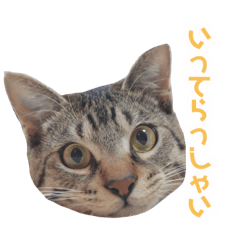 [LINEスタンプ] マルんぷ