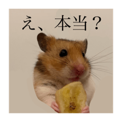 [LINEスタンプ] おまるとおもち。（日常ver）