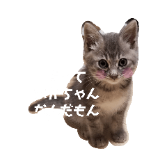 [LINEスタンプ] 猫のパーキー