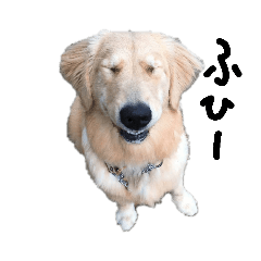 [LINEスタンプ] 犬な日々、時々にゃおーん